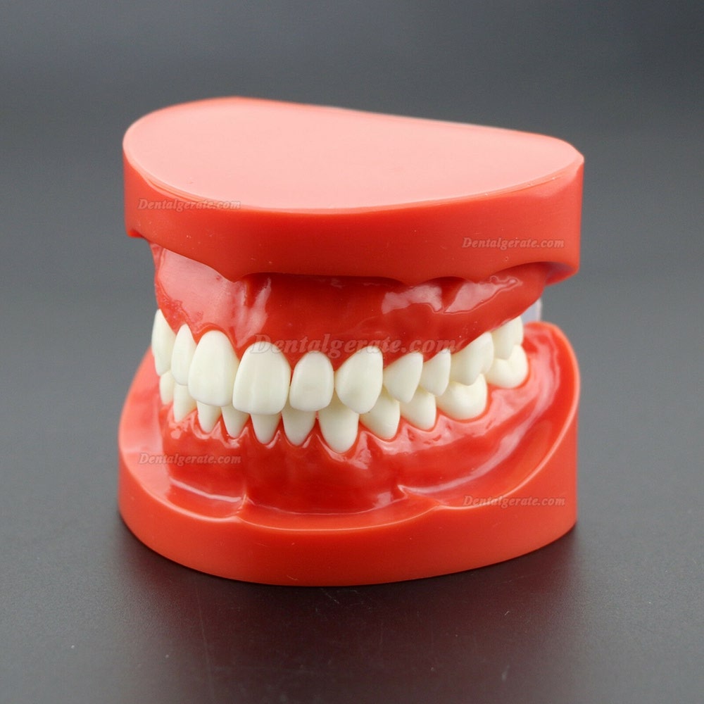 Dental Unterrichten Sie das Studium Erwachsene Standard Typodont Demonstrationsz&auml;hne Modell 7004 Rot